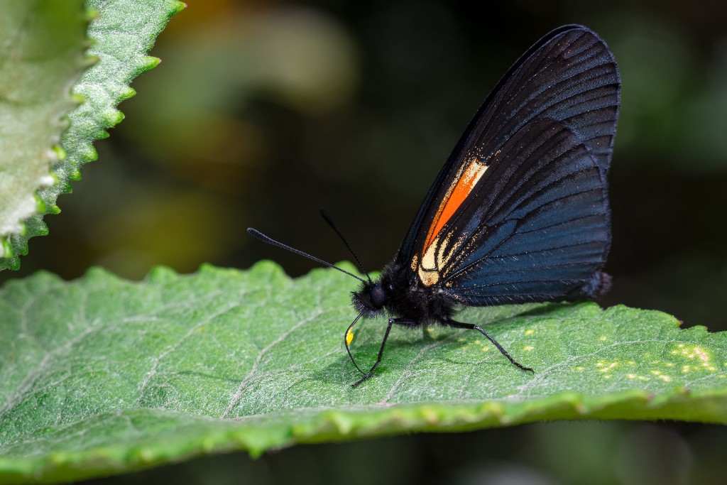 Black Butterfly